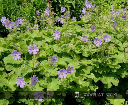 Geranium &#039;Philippe Vapelle&#039; P9