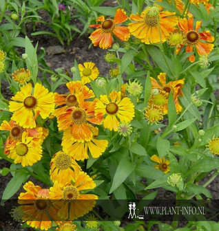 Helenium &#039;Waltraut&#039; P9