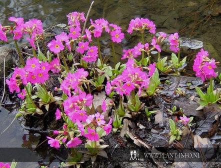 Primula rosea &#039;Grandiflora&#039; P9