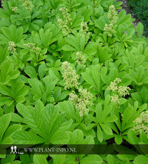 Rodgersia pinnata P9