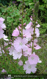 Sidalcea &#039;Elsie Heugh&#039; P9