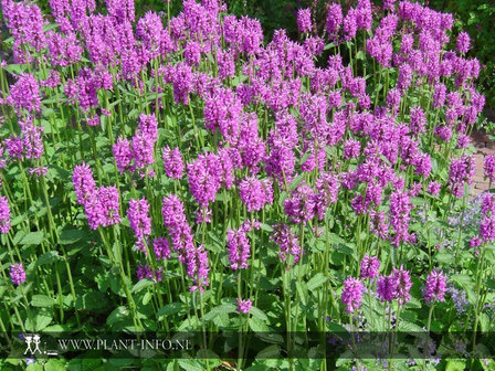 Stachys monnieri &#039;Hummelo&#039; P9