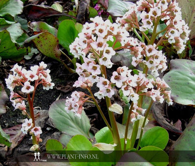 Bergenia &#039;Bressingham White&#039; P9