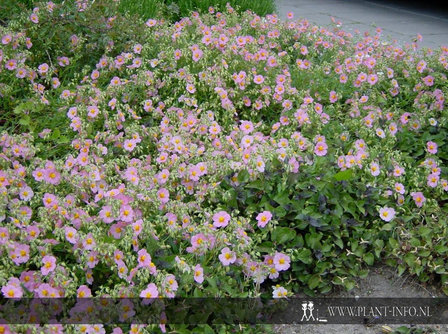 Helianthemum &#039;Lawrenson&#039;s Pink&#039; P9