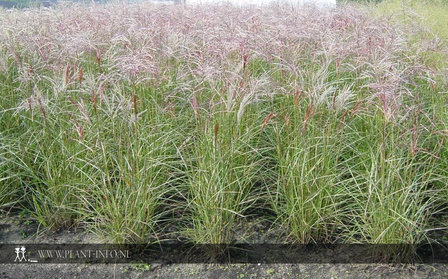 Miscanthus s. &#039;Ferner Osten&#039; P9