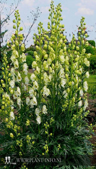 Aconitum napellus &#039;Album&#039; P9