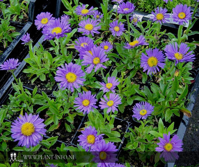 Aster alpinus &#039;Dunkle Sch&ouml;ne&#039; P9