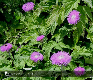 Centaurea hypoleuca &#039;John Coutts&#039; P9