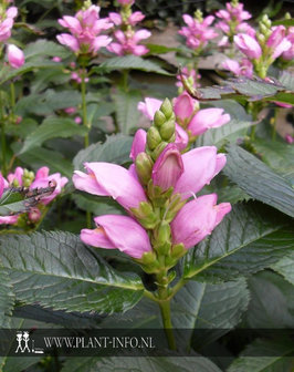 Chelone obliqua P9