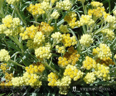 Helichrysum &#039;Schwefellicht&#039; P9