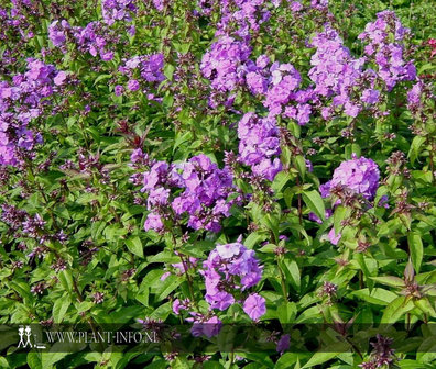 Phlox (P) &#039;Amethyst&#039; P9