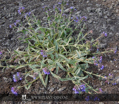 Pulmonaria lon. &#039;E.B. Anderson&#039; P9