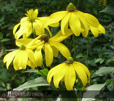 Rudbeckia nitida &#039;Herbstsonne&#039; P9