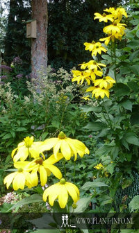 Rudbeckia nitida &#039;Herbstsonne&#039; P9