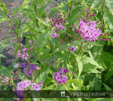 Vernonia crinita &#039;Mammuth&#039; P9