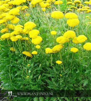 Achillea &#039;Coronation Gold&#039; P9