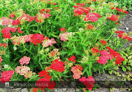 Achillea mil. &#039;Paprika&#039; P9