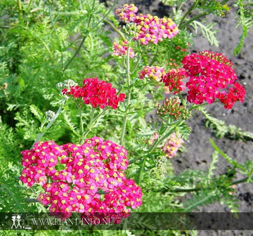 Achillea mil. &#039;Paprika&#039; P9