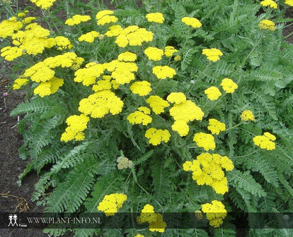 Achillea &#039;Moonshine&#039; P9