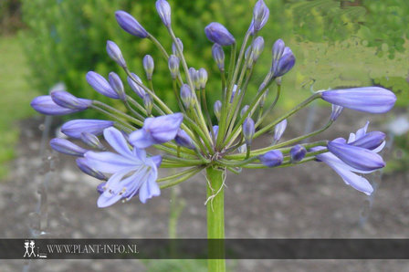 Agapanthus africanus P9