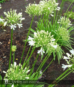 Agapanthus africanus &#039;Albus&#039; P9