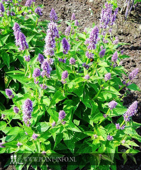 Agastache &#039;Blue Fortune&#039; P9