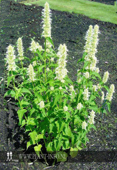 Agastache rugosa &#039;Alabaster&#039; P9