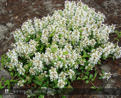 Ajuga reptans &#039;Alba&#039; P9