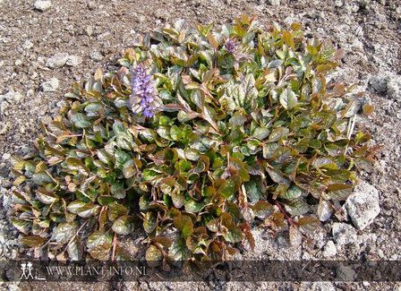 Ajuga reptans &#039;Atropurpurea&#039; P9