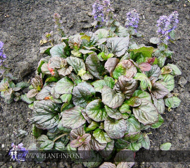 Ajuga reptans &#039;Catlin&#039;s Giant&#039; P9