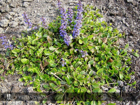 Ajuga reptans P9