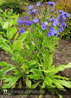 Anchusa azurea &#039;Loddon Royalist&#039; P9