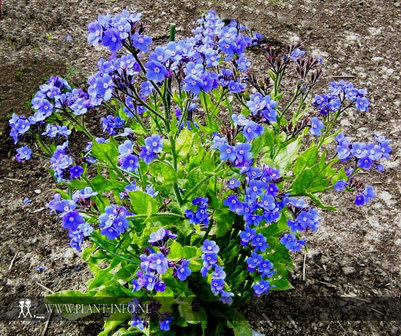 Anchusa azurea &#039;Loddon Royalist&#039; P9