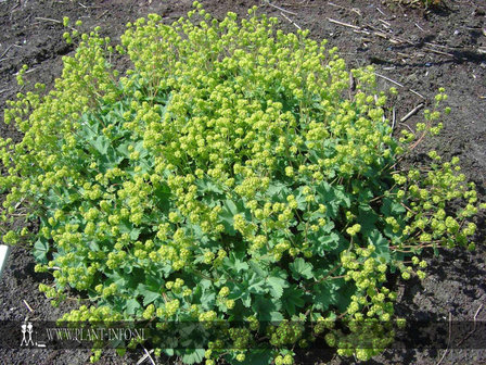 Alchemilla erythropoda P9