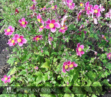 Anemone hyb. &#039;Hadspen Abundance&#039; P9