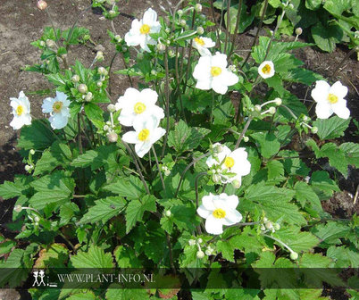 Anemone hyb. &#039;Honorine Jobert&#039; P9