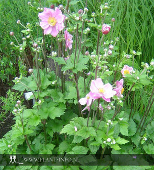 Anemone hyb. &#039;K&ouml;nigin Charlotte&#039; P9