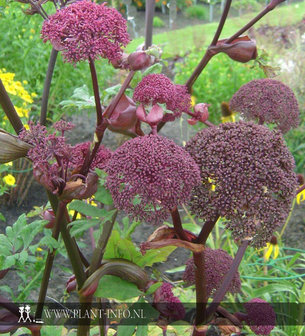 Angelica gigas P9