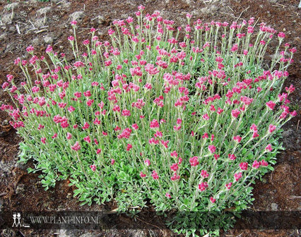 Antennaria dioica &#039;Rubra&#039; P9