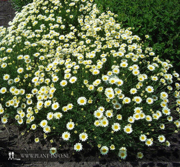 Anthemis hyb. &#039;Sauce Hollandaise&#039; P9