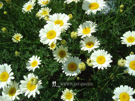 Anthemis hyb. &#039;Sauce Hollandaise&#039; P9