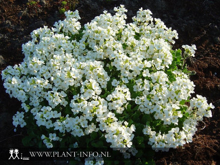 Arabis caucasica &#039;Snowcap&#039; P9