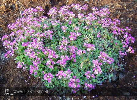 Arabis caucasica &#039;Pinkie&#039; P9