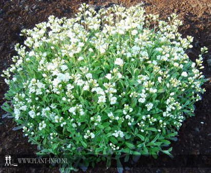 Arabis caucasica &#039;Plena&#039; P9