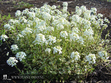 Arabis f.-c. &#039;Old Gold&#039; P9