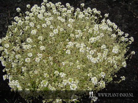 Arabis procurrens &#039;Variegata&#039; P9