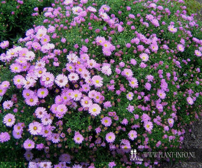 Aster (D) &#039;Herbstgruss vom Bress.&#039; P9