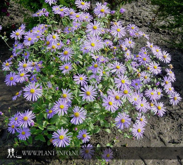 Aster frikartii &#039;M&ouml;nch&#039; P9