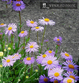 Aster tongolensis &#039;Wartburgstern&#039; P9