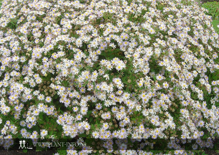 Aster ageratoides &#039;Asran&#039; P9